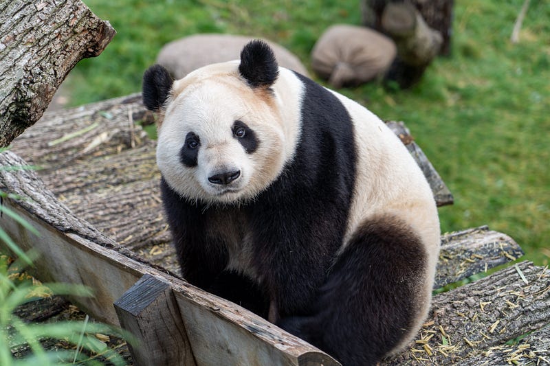 Vectorized String Operations in Pandas: Efficient Manipulation and ...