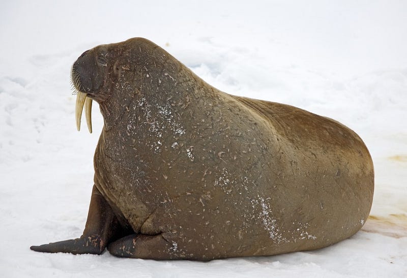 Actual, practical uses for the walrus operator in Python (+ examples)