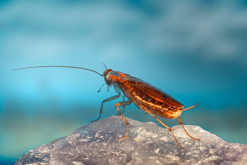 What Kind of Bug is Gregor Samsa in The Metamorphosis?